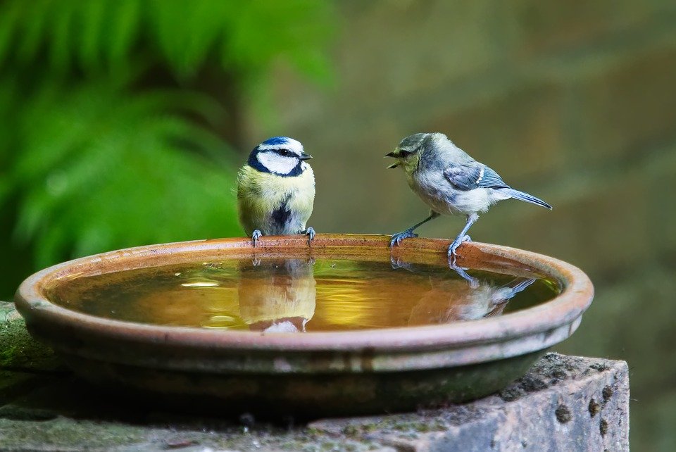 Vögel beim baden